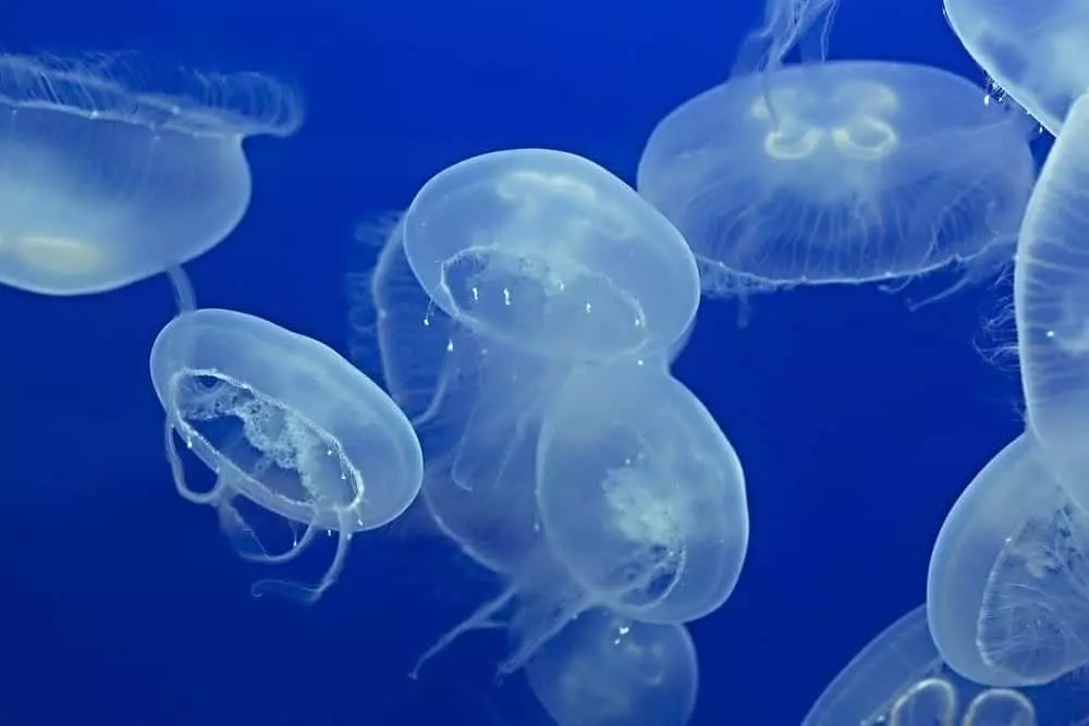 Learn About the New Touch Jellies Exhibit at Ripley's Aquarium in ...