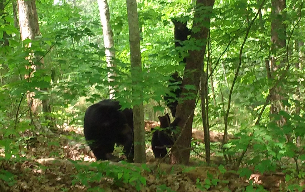 Mama Bear with 4 Cubs