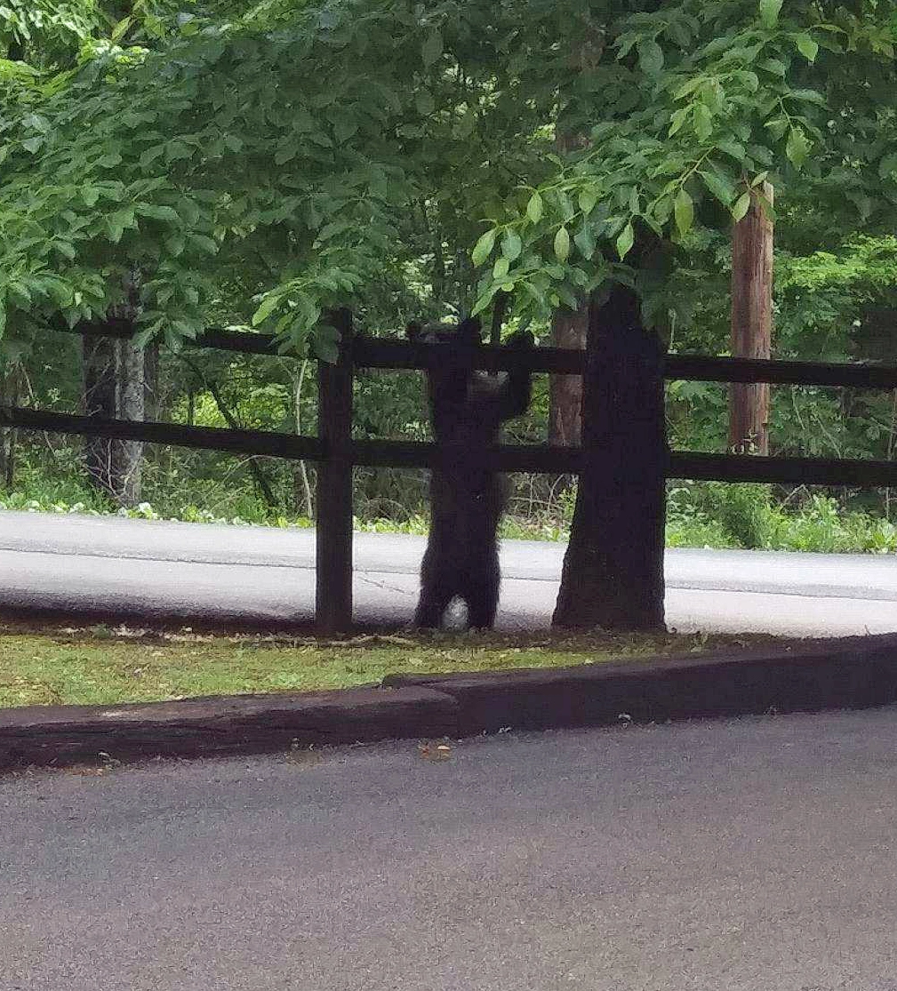 DINNER TIME FOR BABY BEAR